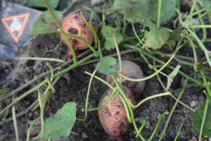 sweet-potato-for-blog