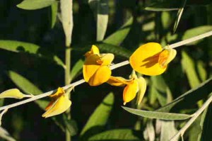 sunn-hemp-flowers-for-blog