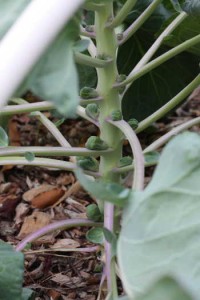 brussels-sprouts-for-blogon-stalk