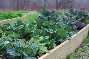 That's savoy cabbage in the foreground and ornamental kale in the back. Don't let the name fool you; ornamental kale tastes great.