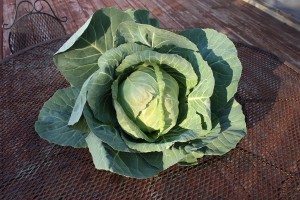 cabbage for site