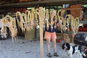 Oddie seems to approve Amanda's technique as she hangs freshly harvested garlic on our makeshift drying rack in the barn.