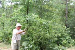 The clearing for the pecans has begun. The area behind the brush pile is where we hope and expect the pecans to be growing one day.
