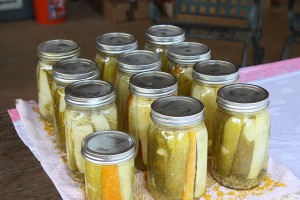 Here are our pickles fresh from the canner with the bands still attached.