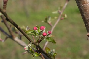 anna apple blossoms