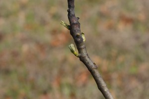 It doesn't look good for these LSU Black fig leaves. That curl indicates there's not much hope for these buds. But there are many more behind these, so this tree may have a good crop this year.