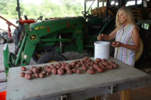 After allowing our potatoes to cure in the open air, Amanda is placing them in a ceramic canister that we'll keep inside.