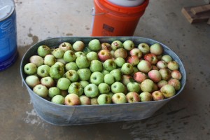 On Sunday when I finished picking the apples, I decided to soak them in cool water in our galvanized tub to keep them crisp and fresh. You'll see several blemishes, wormholes, and worse on these apples, but that's not a problem for jam. We just cut out the blemishes and use the rest.